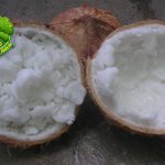 Unik dan Langka! Kelapa Kopyor Bukan Sembarang Kelapa