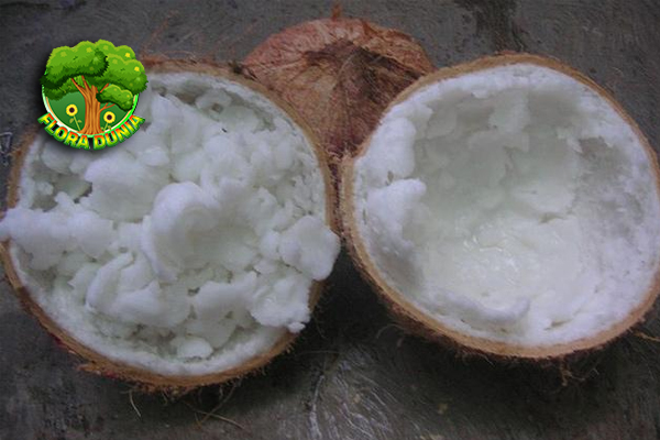 Unik dan Langka! Kelapa Kopyor Bukan Sembarang Kelapa