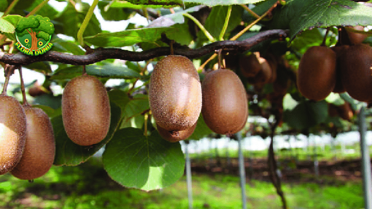 Mengenal Kiwi Si Buah Eksotis dengan Segudang Manfaat!