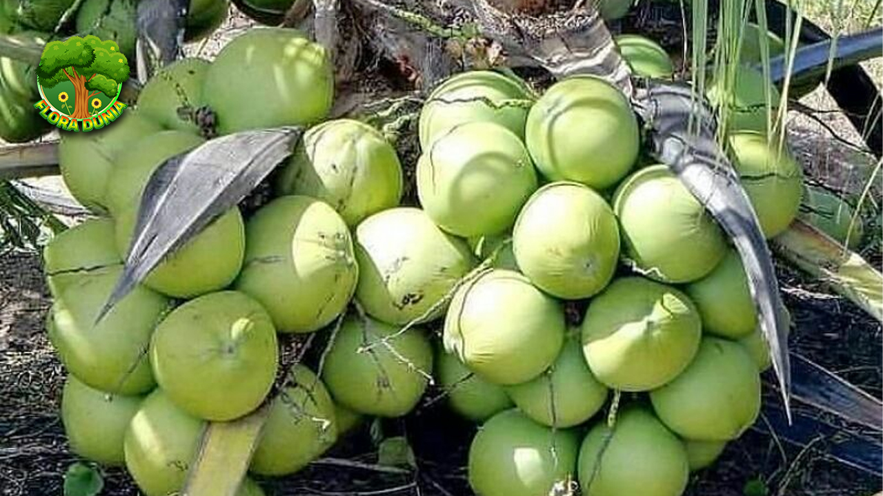 Unik dan Langka! Kelapa Kopyor Bukan Sembarang Kelapa