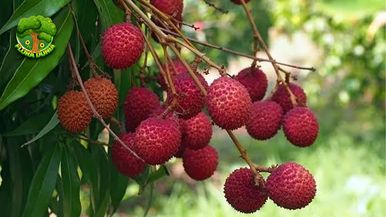 Rahasia Segar Buah Leci Manisnya Bikin Susah Move On!