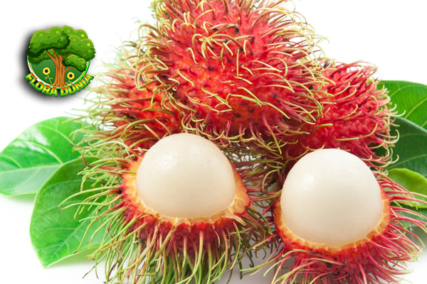 Kenapa Rambutan Selalu Jadi Primadona di Musim Buah?