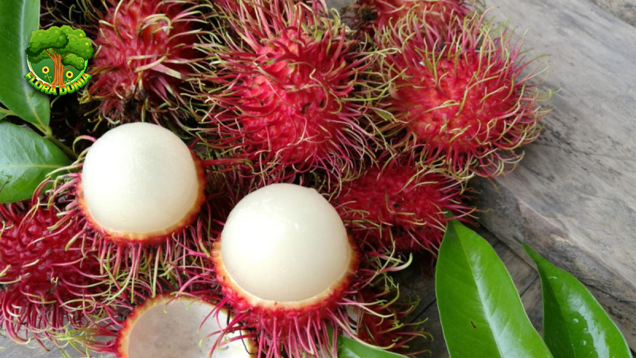 Kenapa Rambutan Selalu Jadi Primadona di Musim Buah?
