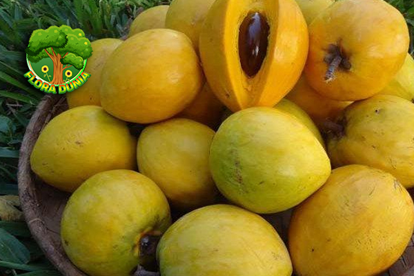Sawo Belanda Buah Biasa Tapi Punya Cerita Luar Biasa!