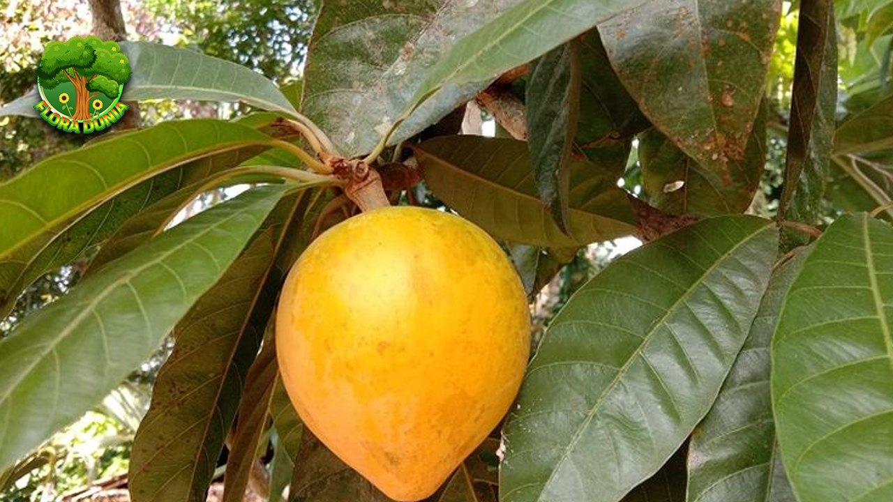 Sawo Belanda Buah Biasa Tapi Punya Cerita Luar Biasa!