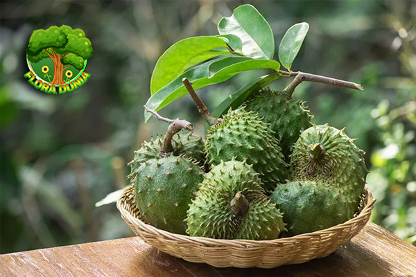 Sirsak Si Buah Tropis yang Diam-Diam Jago Jaga Kesehatan!