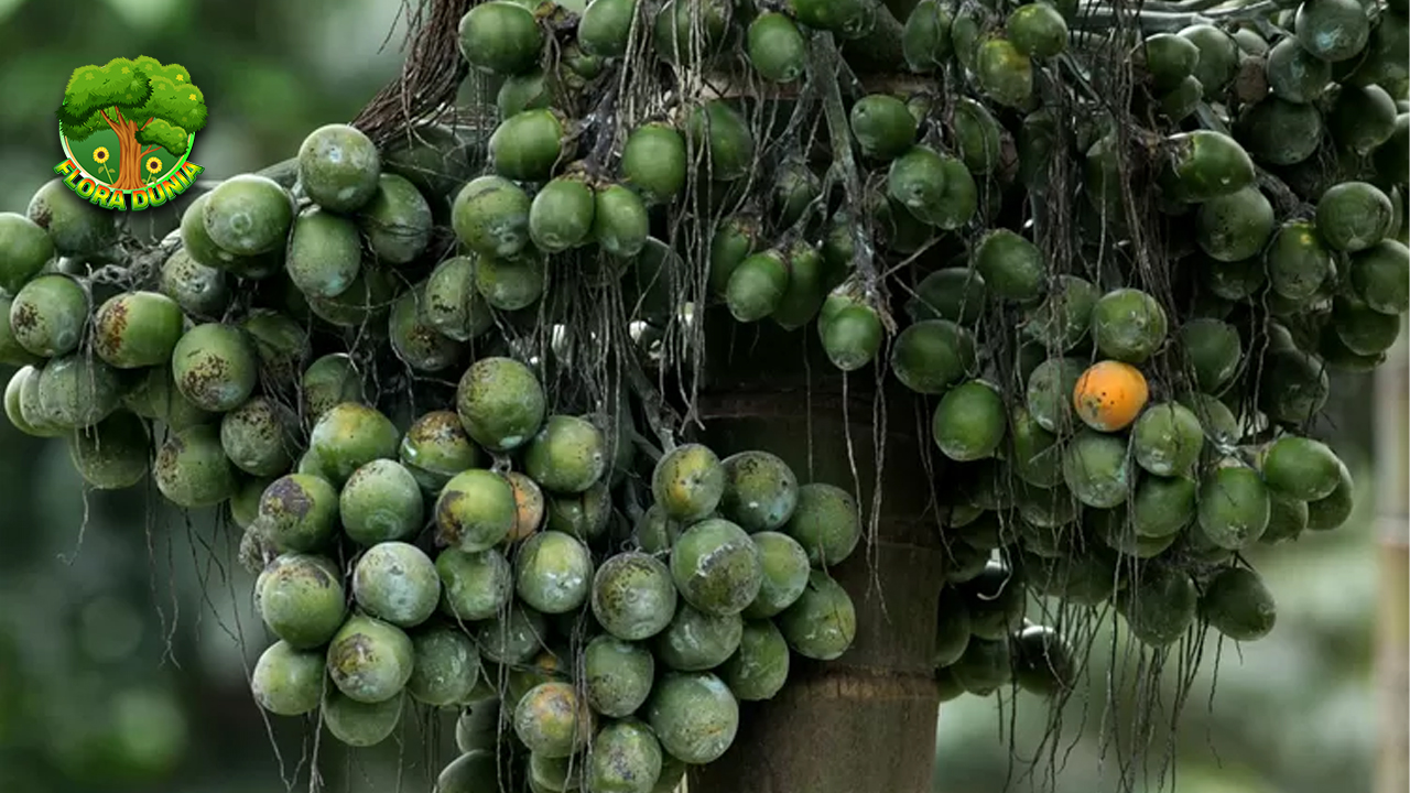 Mengenal Buah Pinang Si Kecil dengan Segudang Manfaat!