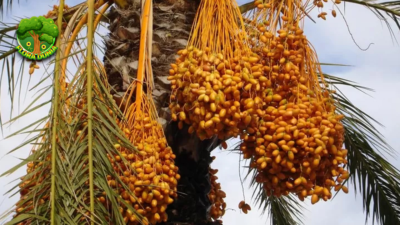 Lezat dan Bergizi Kurma Jadi Buah Favorit Sepanjang Masa!