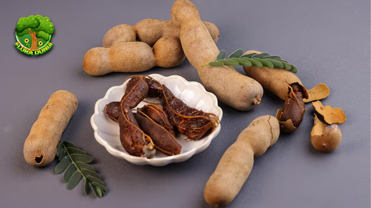 Tamarind Dari Rasa Asam sampai Khasiat yang Mengejutkan!