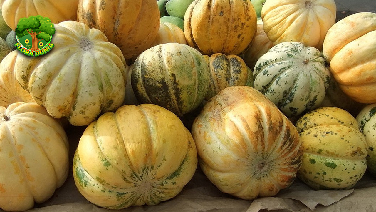 Kenalan dengan Blewah, Buah Segar Favorit Musim Panas!