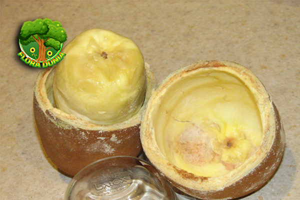 Cupuaçu Pesona Buah Tropis dengan Segudang Kejutan Rasa!