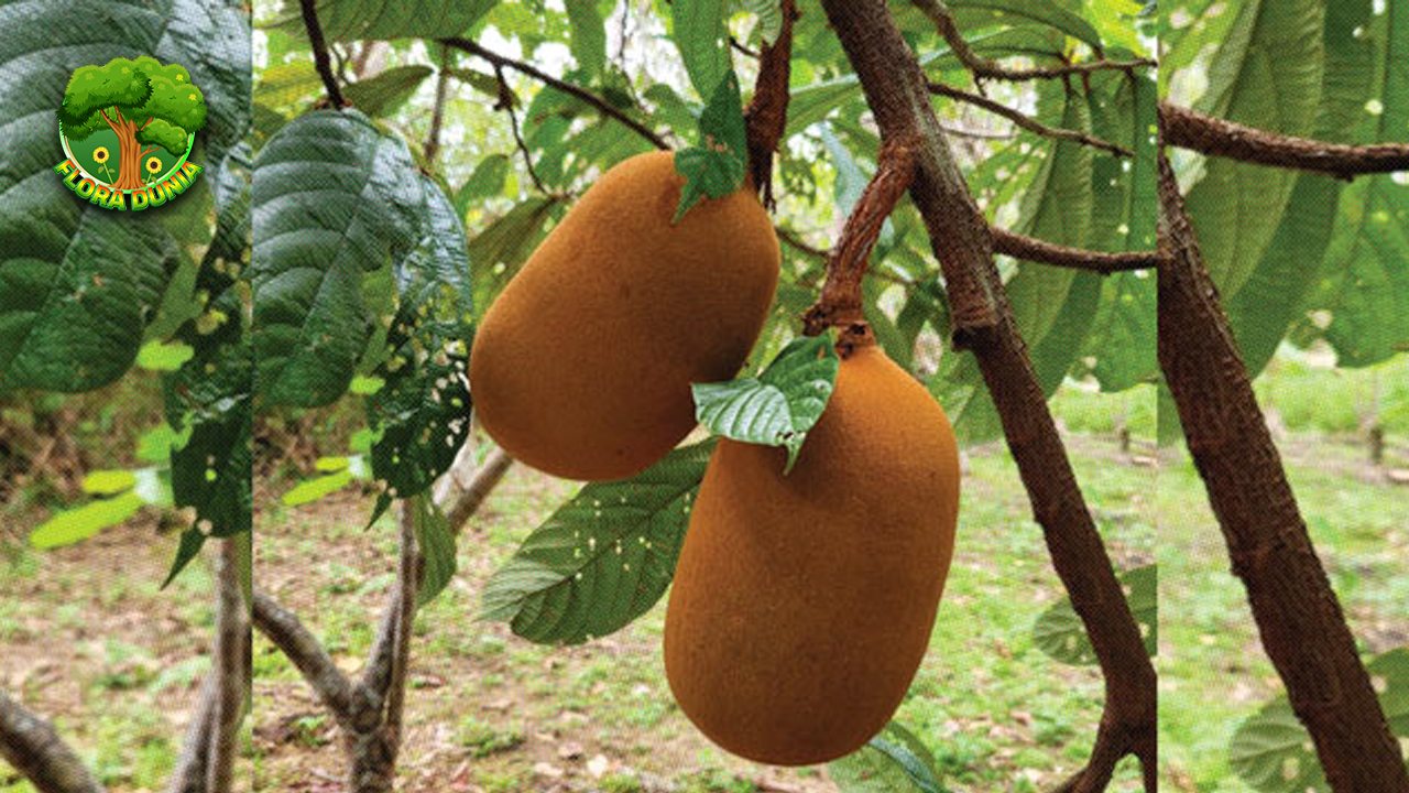 Cupuaçu Pesona Buah Tropis dengan Segudang Kejutan Rasa!