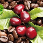 Kopi Kona Buah Kecil Beraroma Besar dari Lereng Hawaii!