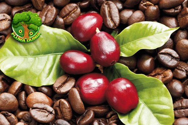 Kopi Kona Buah Kecil Beraroma Besar dari Lereng Hawaii!