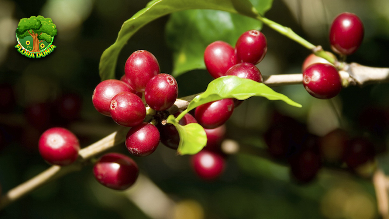 Kopi Kona Buah Kecil Beraroma Besar dari Lereng Hawaii!