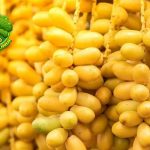 Lezat dan Bergizi Kurma Jadi Buah Favorit Sepanjang Masa!