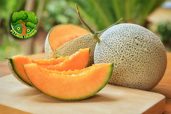 Melon Jepang Buah Mewah yang Bikin Lidah Melayang!