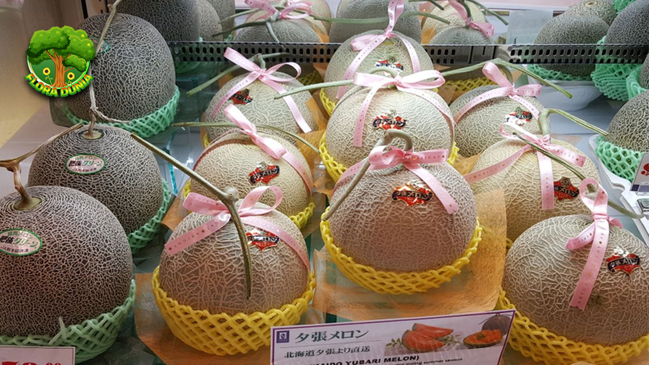 Melon Jepang Buah Mewah yang Bikin Lidah Melayang!