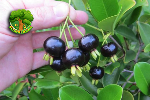 Pitomba Buah Tropis dengan Pesona Rasa yang Istimewa!