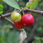 Manfaat Acerola, Buah Vitamin C Super dari Hutan Tropis!