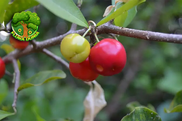 Manfaat Acerola, Buah Vitamin C Super dari Hutan Tropis!