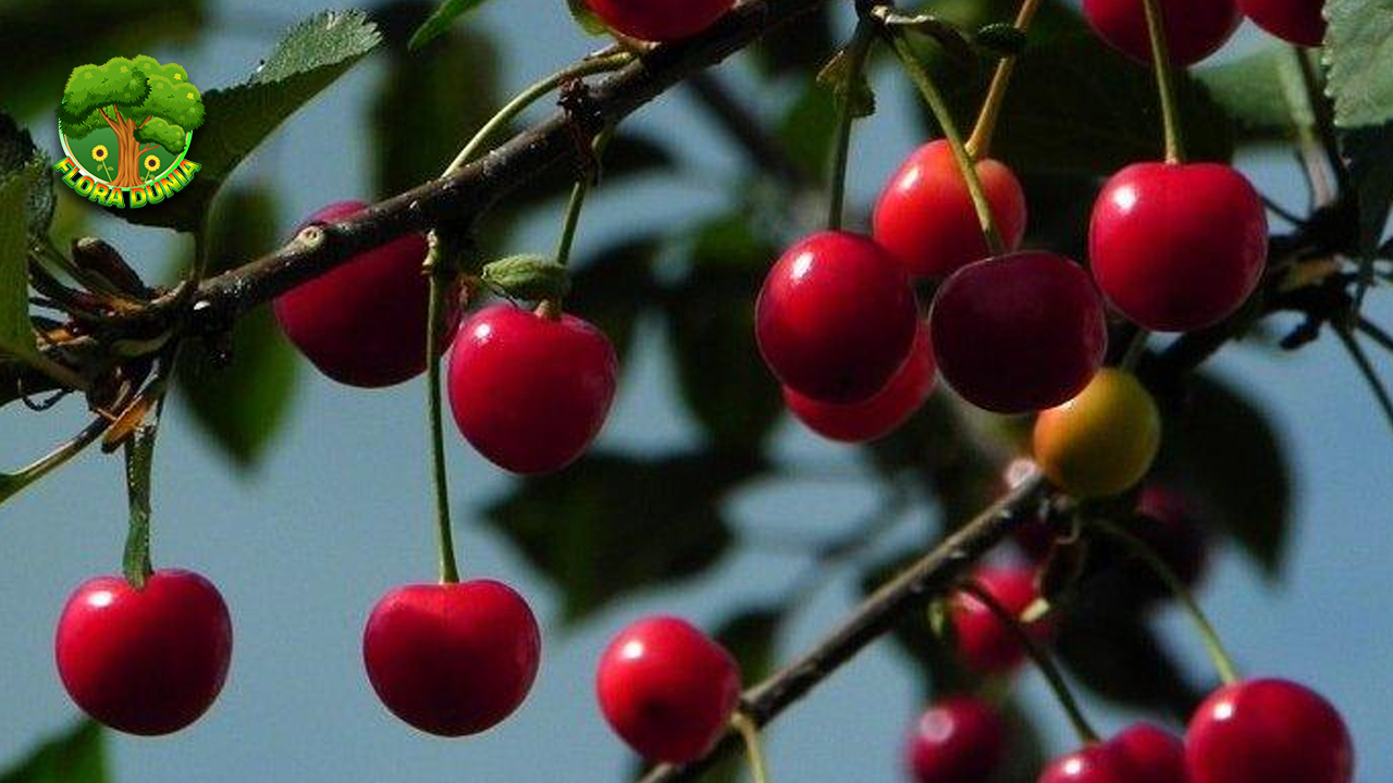 Manfaat Acerola, Buah Vitamin C Super dari Hutan Tropis!