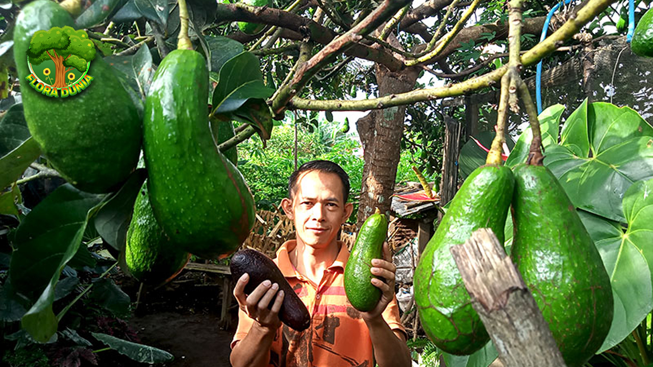 Alpukat Aligator Si Hijau Gede yang Bikin Heboh Pasar!