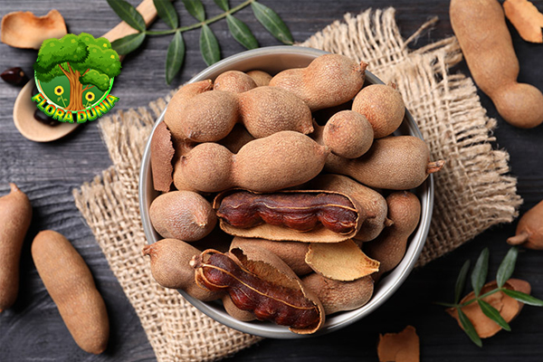 Tamarind Dari Rasa Asam sampai Khasiat yang Mengejutkan!