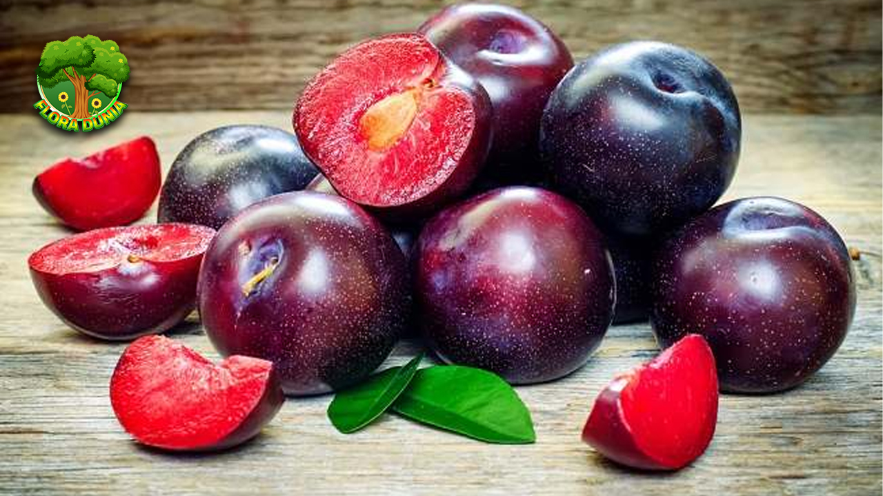 Dari Rasa sampai Khasiat, Plum Jadi Pilihan Buah Favorit!