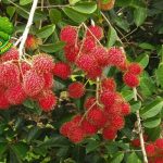 Buah Rambutan, Si Merah Menggoda yang Penuh Kejutan!