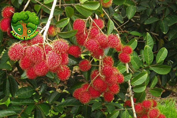 Buah Rambutan, Si Merah Menggoda yang Penuh Kejutan!