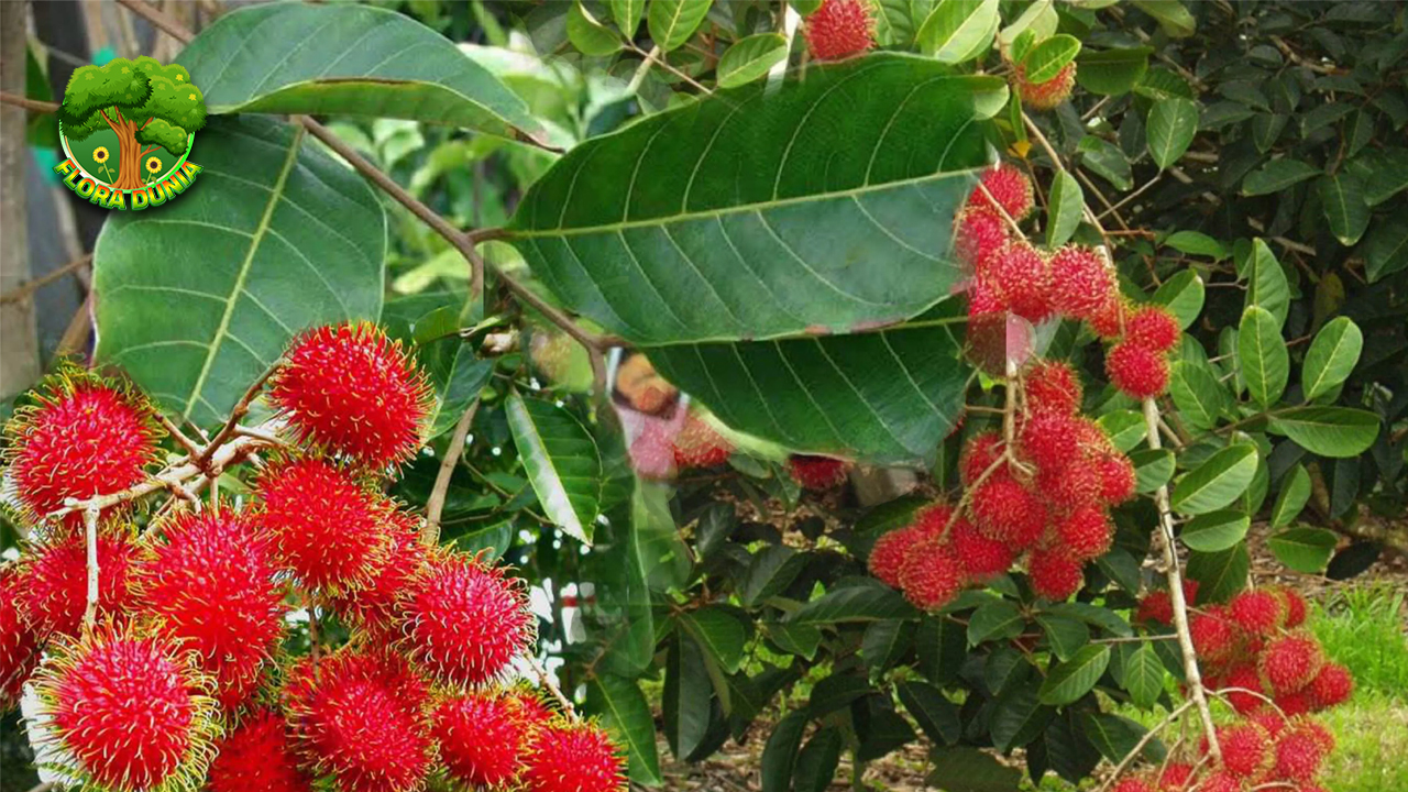 Buah Rambutan, Si Merah Menggoda yang Penuh Kejutan!