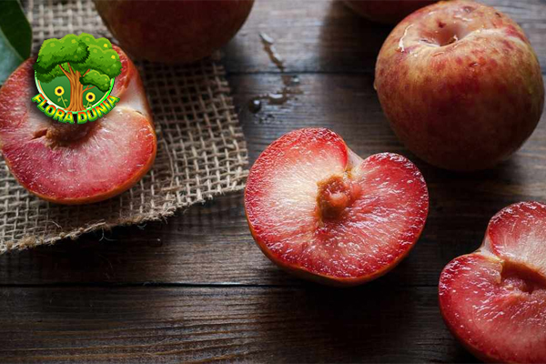 Dari Rasa sampai Khasiat, Plum Jadi Pilihan Buah Favorit!