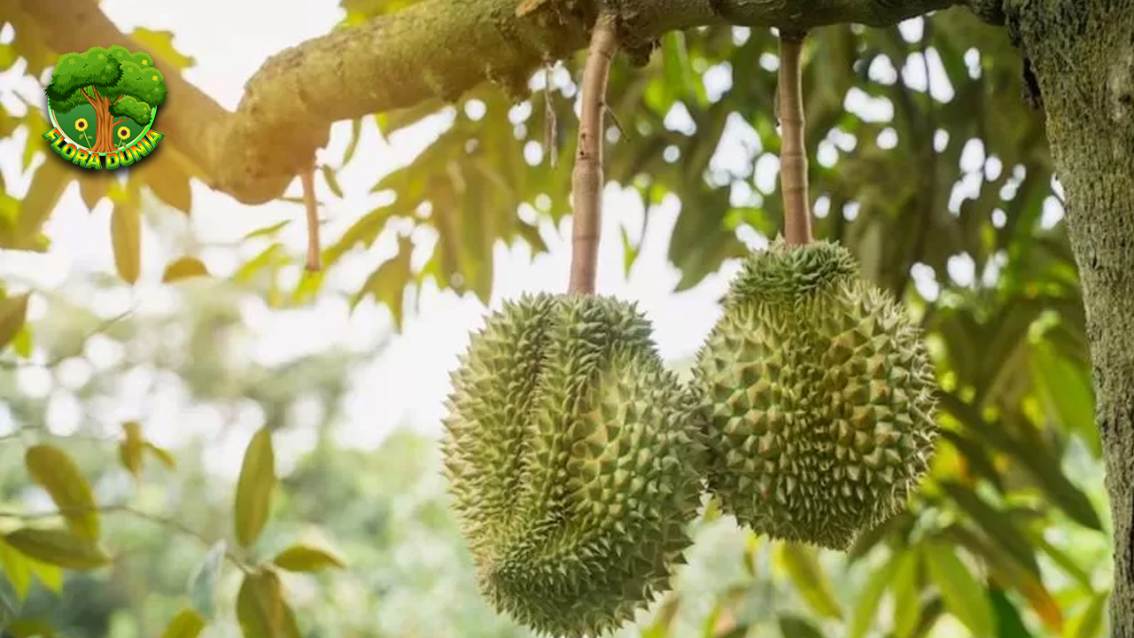 Durian Buah Eksotis yang Bikin Pecinta Makin Gila Rasa!