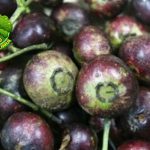 Mengenal Buah Gowok Si Asam Eksotis dari Tanah Jawa!