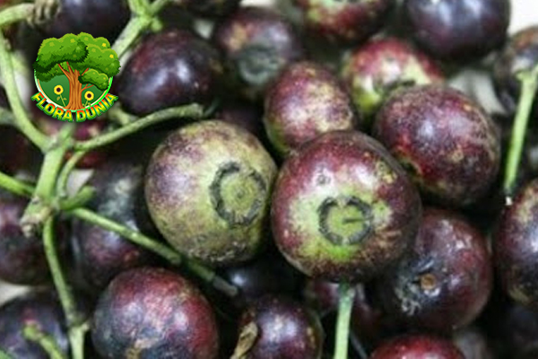 Mengenal Buah Gowok Si Asam Eksotis dari Tanah Jawa!