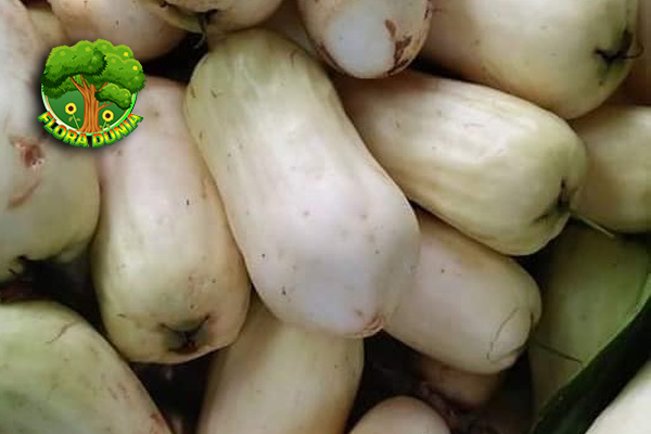 Jambu Susu Buah Jadul yang Bikin Lidah Auto Nostalgia!