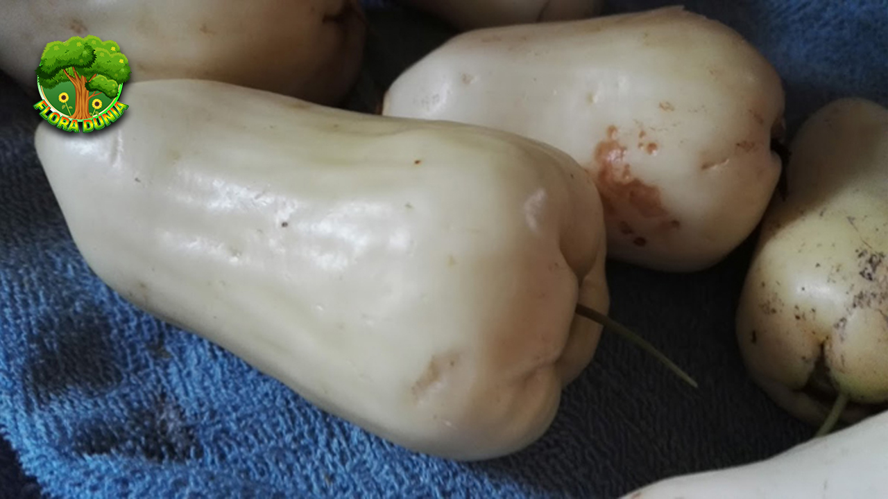 Jambu Susu Buah Jadul yang Bikin Lidah Auto Nostalgia!