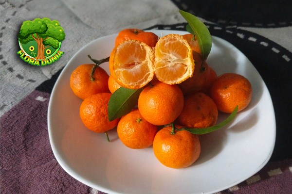 Kenapa Jeruk Mandarin Jadi Buah Favorit Saat Imlek?