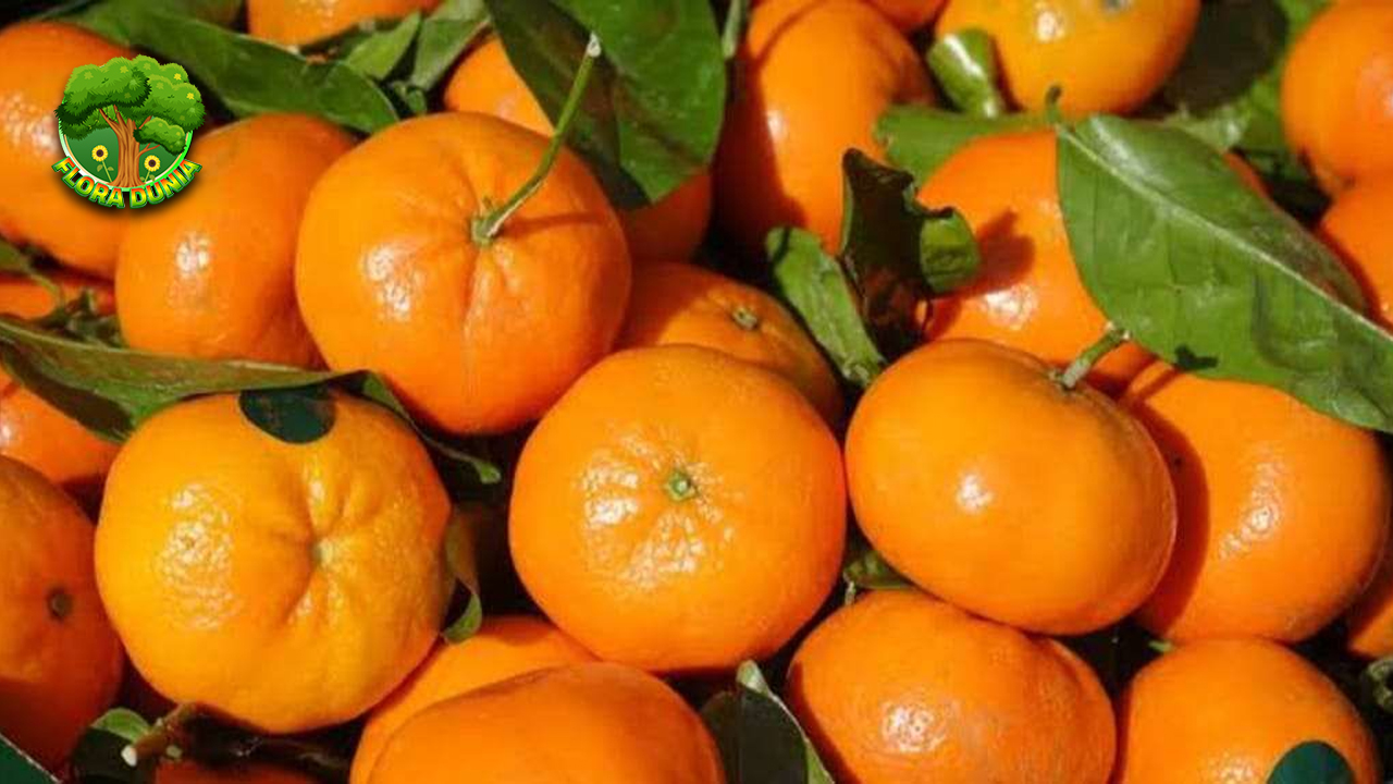 Kenapa Jeruk Mandarin Jadi Buah Favorit Saat Imlek?