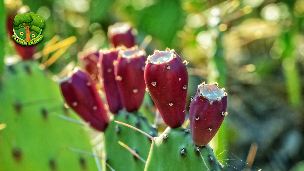 Buah Kaktus Kejutan Manis dari Gurun yang Jarang Diketahui