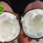 Kelapa Kopyor Rasa Lembutnya Bikin Lidah Tak Berkutik!
