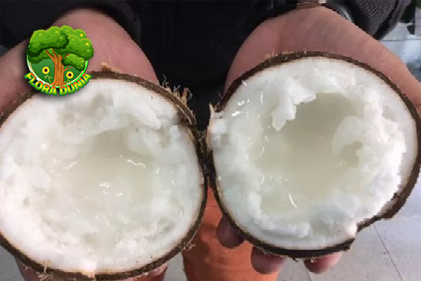 Kelapa Kopyor Rasa Lembutnya Bikin Lidah Tak Berkutik!