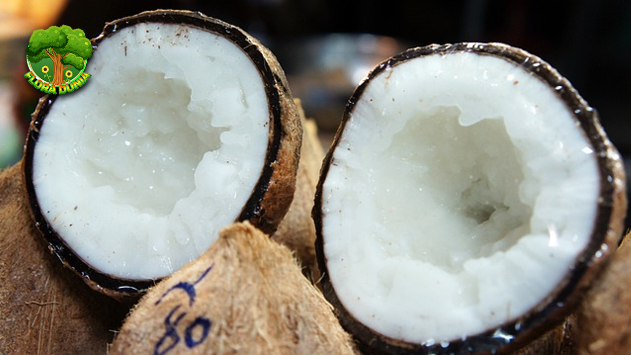 Kelapa Kopyor Rasa Lembutnya Bikin Lidah Tak Berkutik!