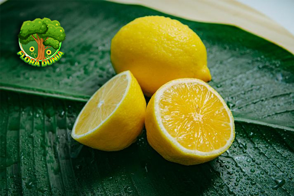Manfaat Lemon Nutrisi antioksidan Alami Penunjang Imunitas