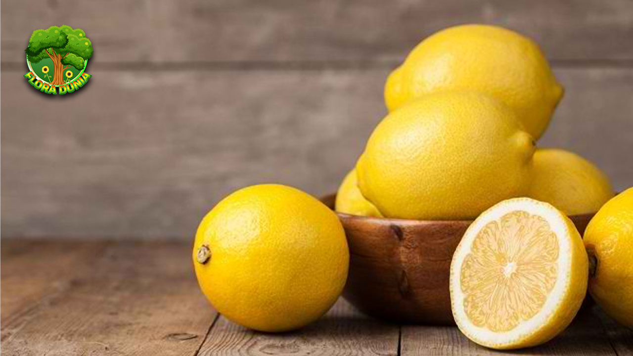 Manfaat Lemon Nutrisi antioksidan Alami Penunjang Imunitas