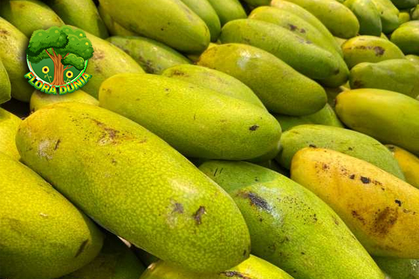 Mangga Golek Si Lincah dari Kebun yang Selalu Dicari!