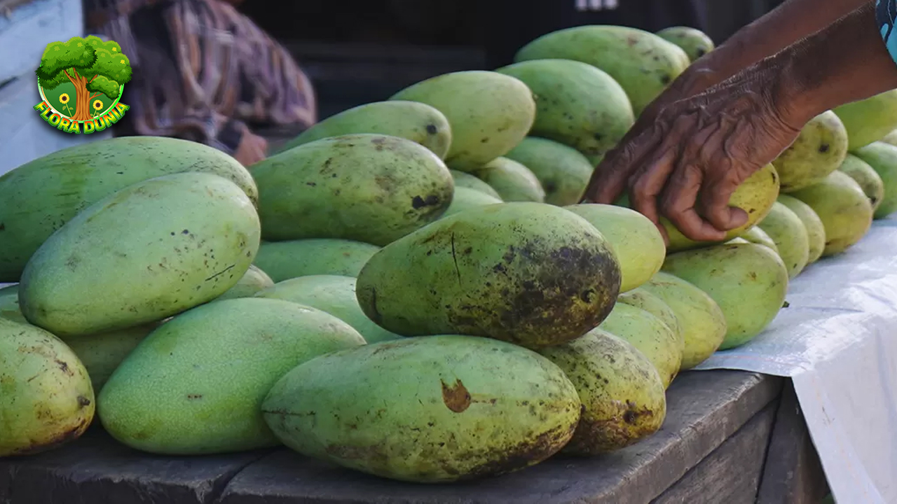 Mangga Golek Si Lincah dari Kebun yang Selalu Dicari!