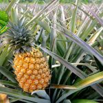 Nanas Buah Tropis dengan Segudang Manfaat Mengejutkan