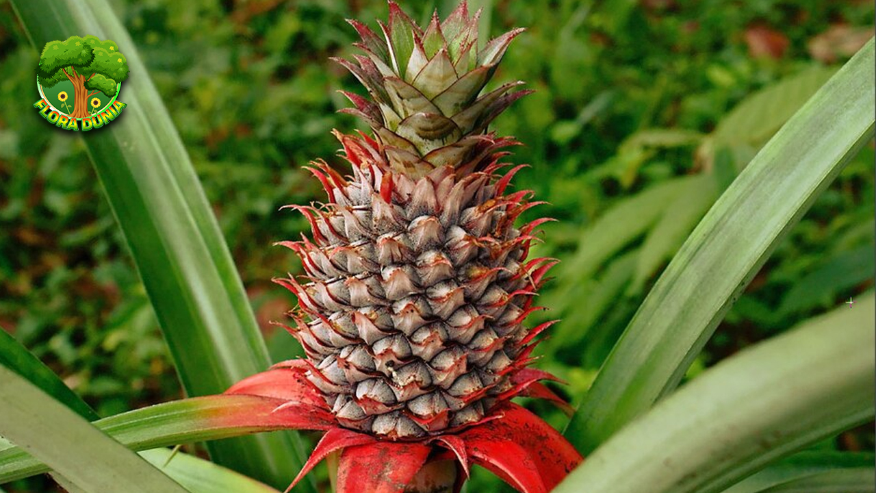 Nanas Buah Tropis dengan Segudang Manfaat Mengejutkan